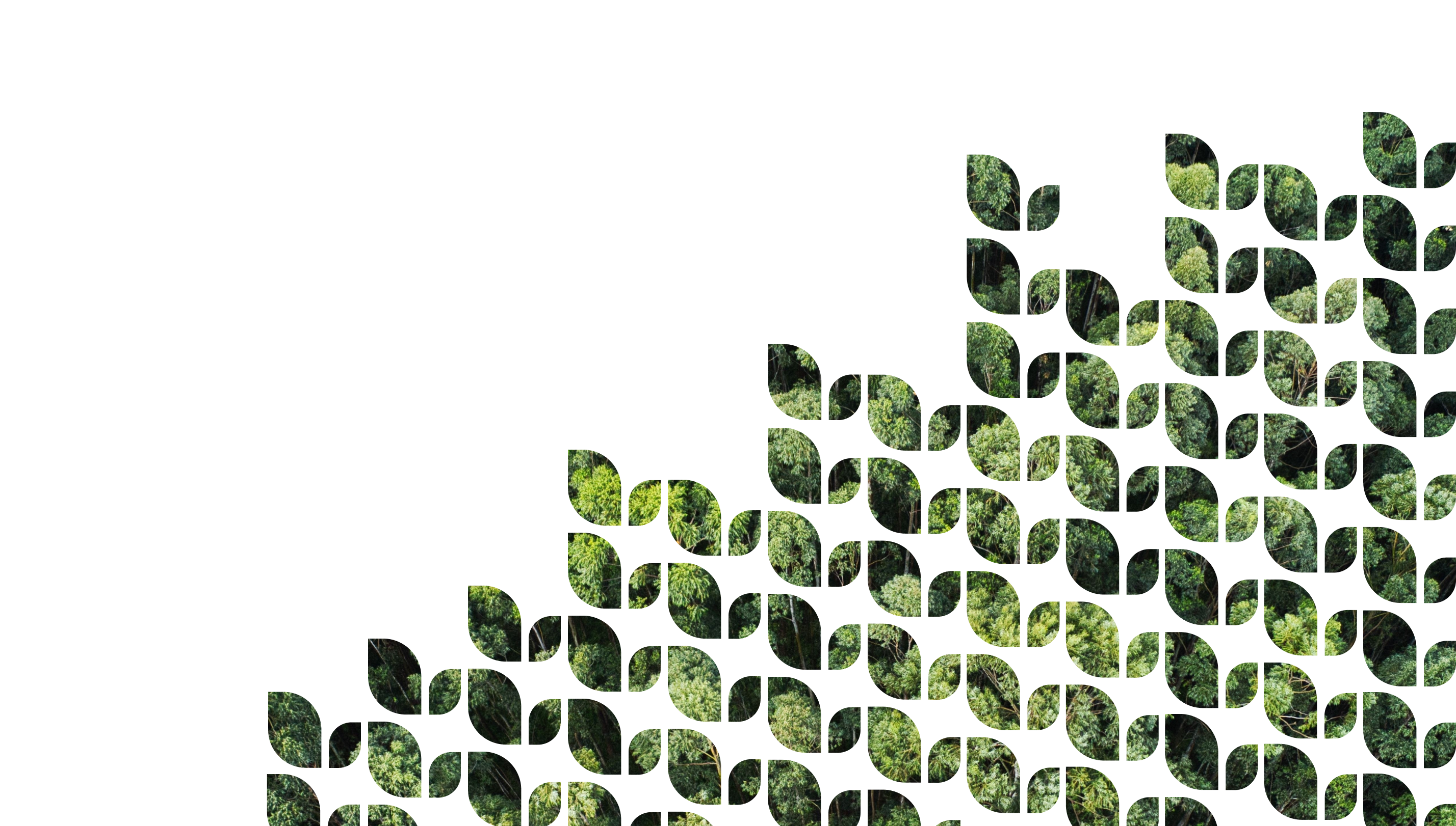 Droonifoto rohelisest metsast